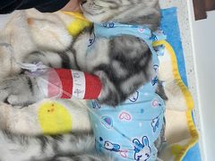 -纳吉亚猫专科动物诊疗中心(蒋宅口分院)