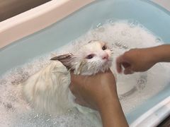 -PETKIT小佩宠物·低压洗护(国顺东路店)