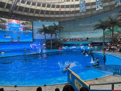 -海合安成都极地海洋公园