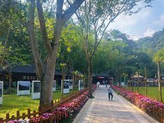 -野象谷景区