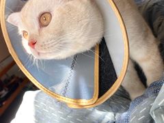 -萌兽医馆·犬猫专科·眼科中心·宠物医院(朝阳门分院)