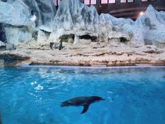 -帝企鹅自助餐厅•儿童岛•真企鹅(长隆企鹅酒店)