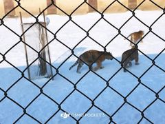 -横道河子东北虎林园