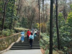 -铁山坪森林公园