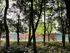 -嘉定紫藤园