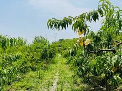 -樂桃源奉贤黄桃种植采摘基地