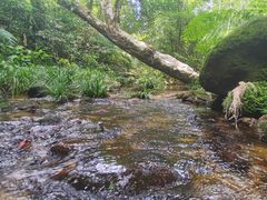 -海南热带雨林国家公园吊罗山景区
