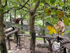 -都江堰中华大熊猫苑
