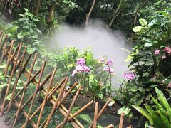 -呀诺达热带雨林