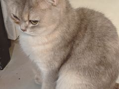 -豆逗聊愈猫阁Easy Life