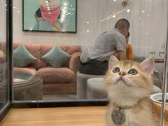 -袖虎·猫馆(体育西路店)