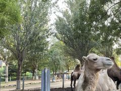 -长白岛森林公园