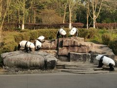 -都江堰中华大熊猫苑