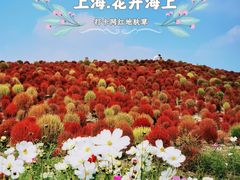 -花开海上生态园