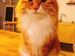 -平行世界·猫咖(首经贸店)