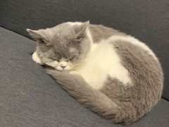 -猫大福·Fortune Cat猫舍(百子湾店)