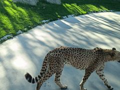 -北京野生动物园