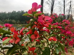 -南国桃园旅游度假区