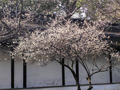 -留园