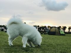 -春花秋色城市公园