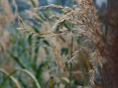 -飞来湖湿地公园