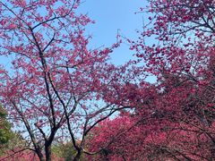 -乌山风景区