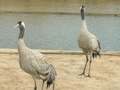 -盐城丹顶鹤湿地生态旅游区