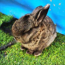 -萌宠亲子动物乐园(槐房万达店)