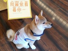 -豆柴町-柴犬主题狗咖(红鼎国际C座店)