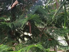 -墨尔本皇家植物园