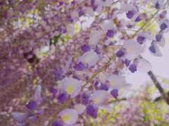 -嘉定紫藤园