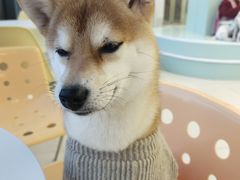 -怪兽屋·羊驼·猫咖·狗咖(俊华广场店)