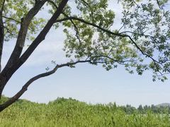 -茅家埠