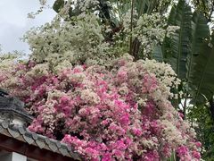 -深圳国际园林花卉博览园