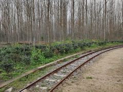 -合肥滨湖国家森林公园