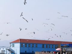 -烟墩角天鹅湖