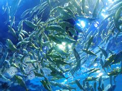 -华夏文旅海洋公园