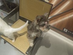 -琪喵猫屋·撸猫猫咖·猫舍