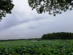 -荷塘月色湿地公园·向阳花洲