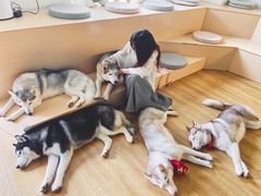 -Husky Go! 哈士奇体验馆·宠物咖啡厅狗咖