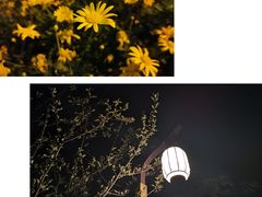 -奎星楼街