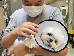 -北京派仕佳德动物医院·超导核磁·CT·神经科·骨科·内外科·急重症管理中心