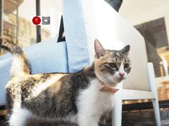 小猫shi'yue-五月木作·DIY木作文创体验店(北京路店)