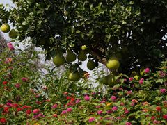 -南通洲际绿博园