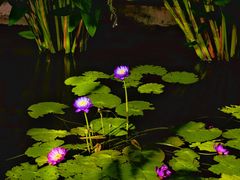 -国家植物园南园