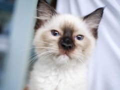 -喵的天空名猫咖啡馆·撸猫·猫舍·用品