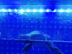 -蜀香三绝·牛蛙·烤鱼·天府炒鸡(安丘泰华店)