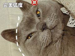 -瑞鹏宠物医院·微创内窥镜·骨外科·牙科(翠竹分院)