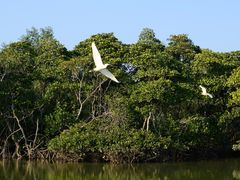 -东寨港红树林旅游区