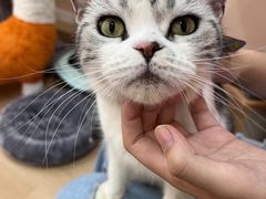 -1013 PET SHOP精品宠物商店(丁香店)